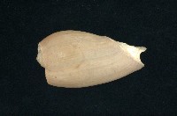 藏品(渦螺)的圖片